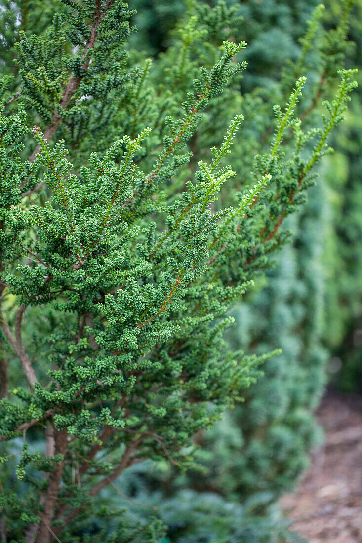 Taxus baccata 'Amersfoort'