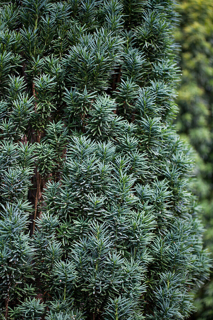 Taxus baccata 'Fastigiata Robusta'