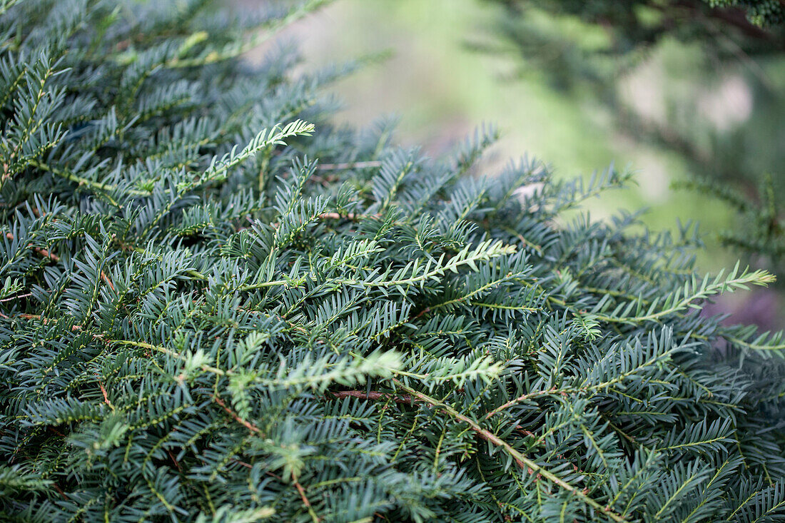 Taxus baccata 'Pendula Graciosa'