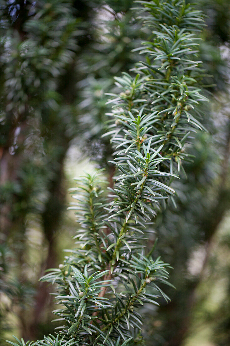 Taxus baccata 'Fastigiata' (German)