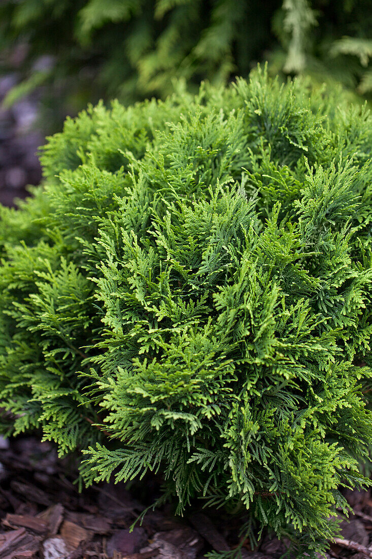 Thuja occidentalis 'Danica'