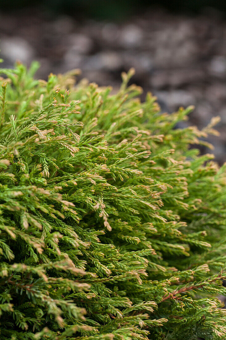 Thuja occidentalis 'Golden Tuffet'