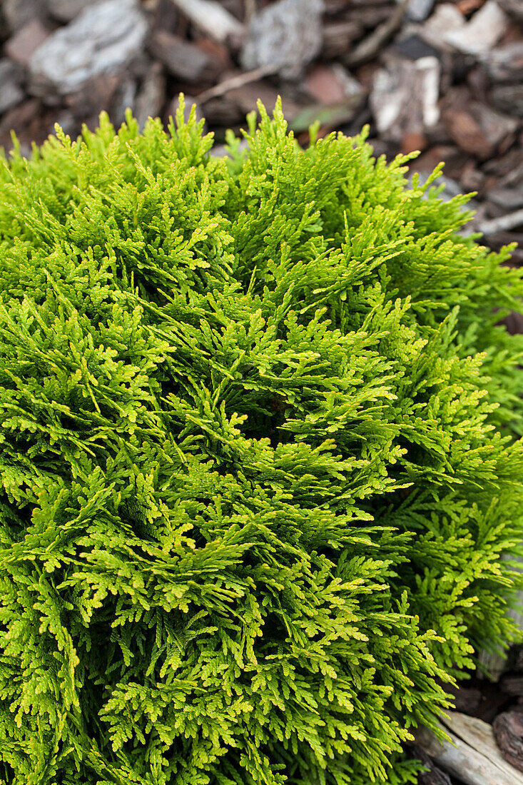 Thuja occidentalis 'Mirjam'®