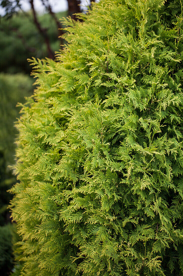 Thuja occidentalis 'Sunkist'