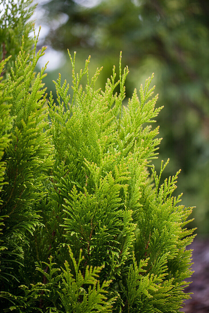 Thuja plicata '4ever' GOLDY®(s)