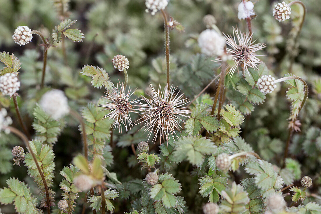 Acaena microphylla