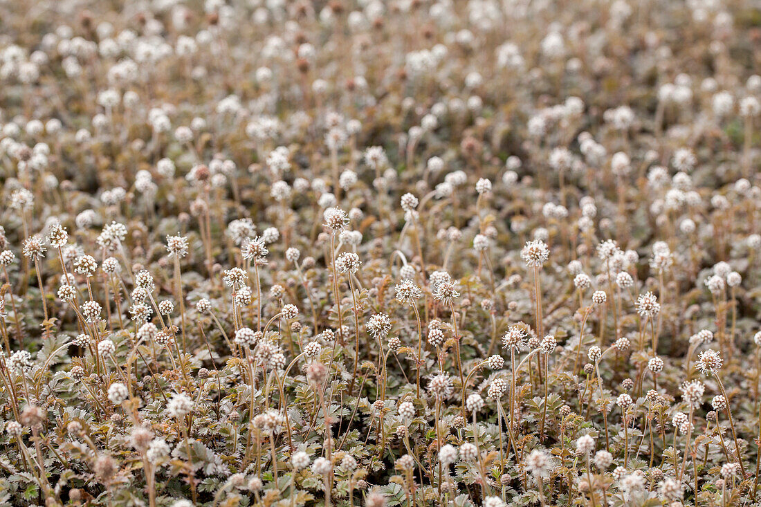 Acaena microphylla