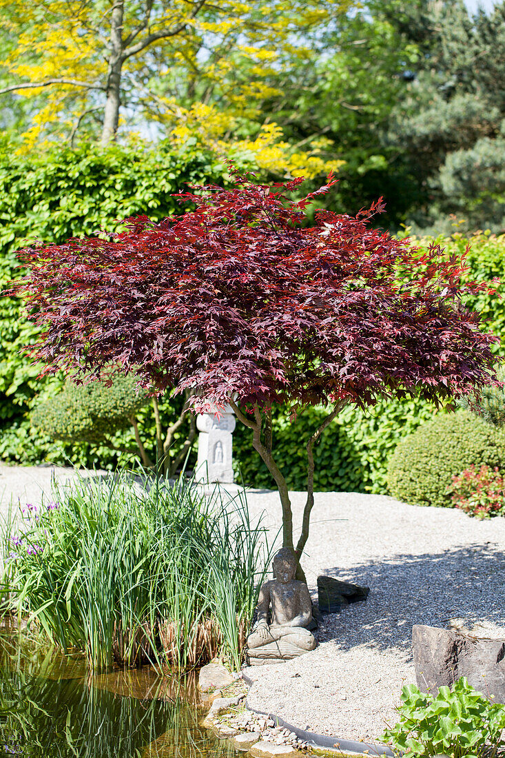 Acer palmatum 'Atropurpureum'