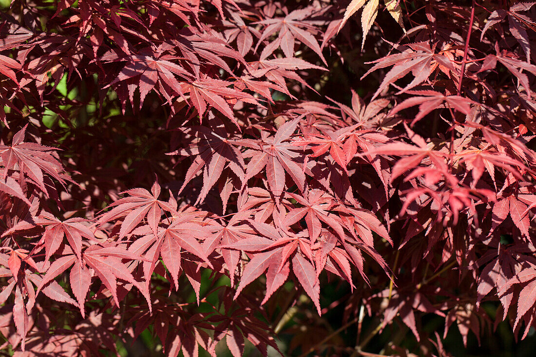 Acer palmatum 'Bloodgood'