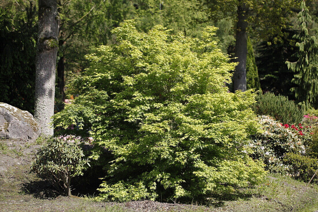 Acer palmatum