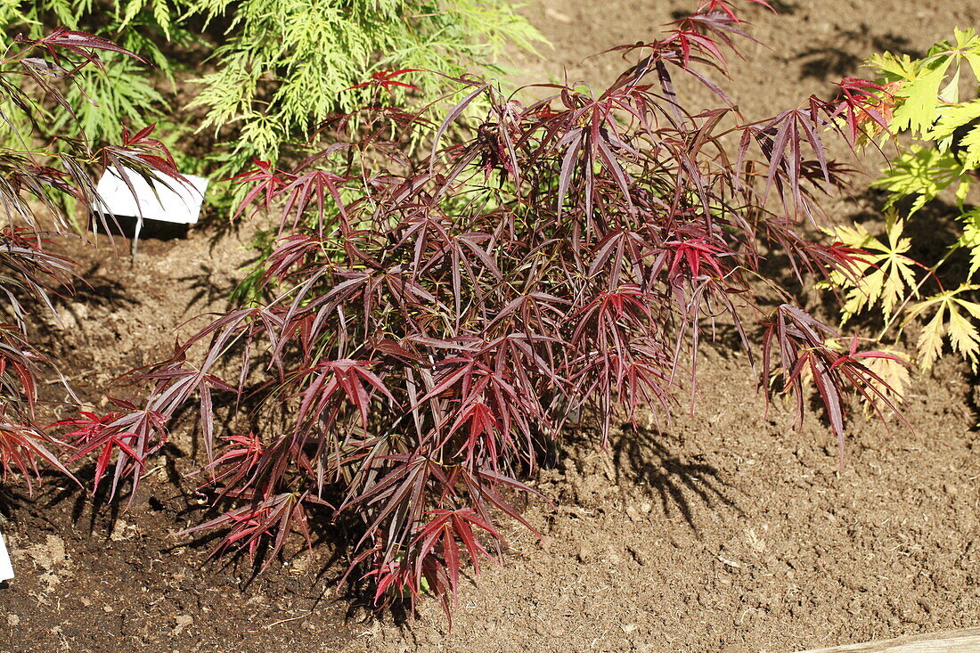 Acer palmatum 'Red Pygmy'