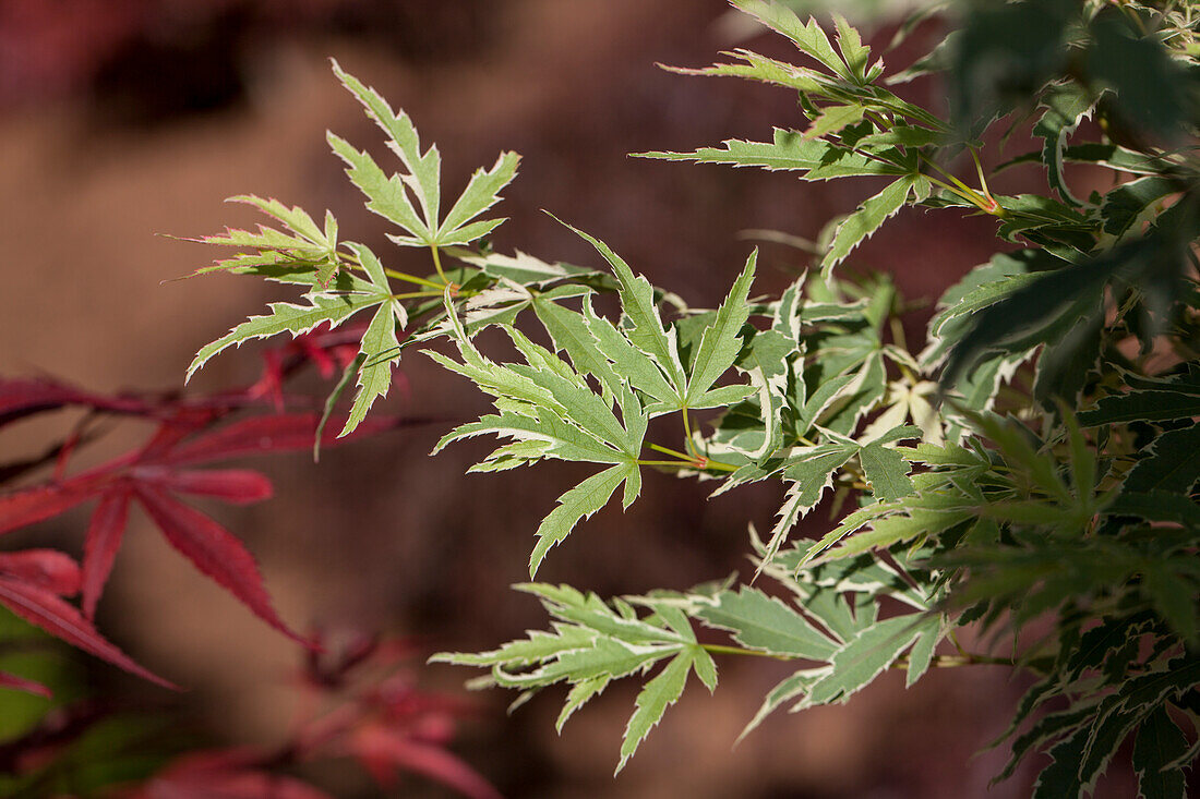 Acer palmatum 'Roseomarginatum'