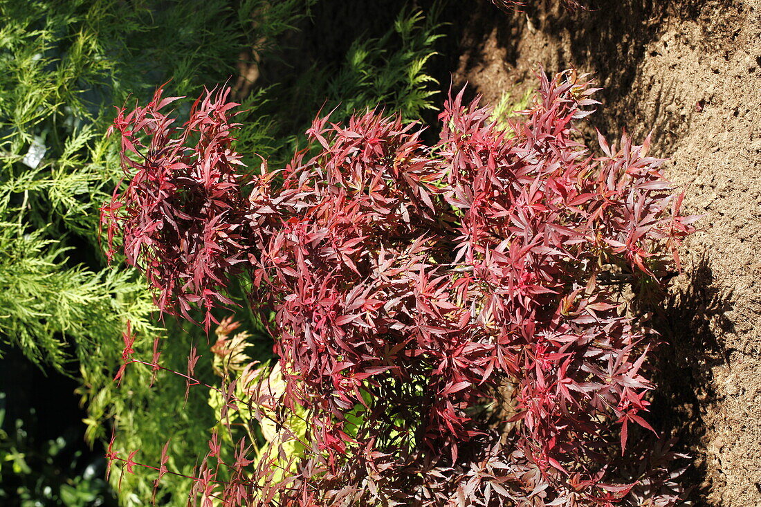 Acer palmatum 'Skeeter's Broom'