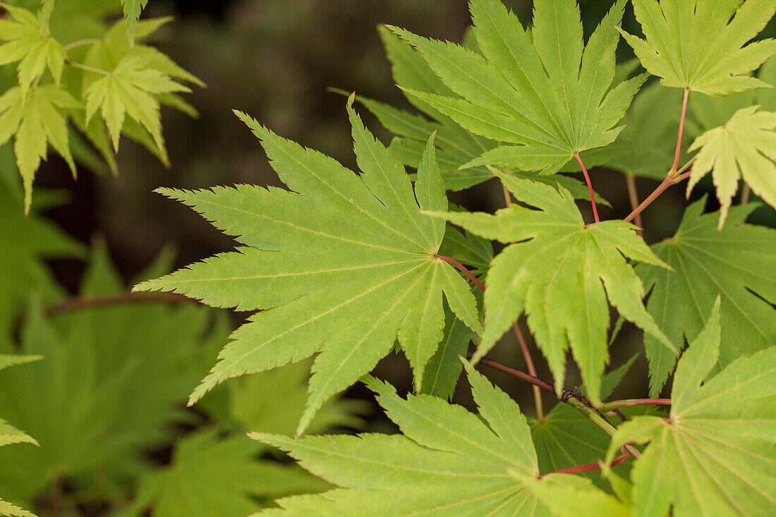 Acer shirasawanum 'Jordan'(s)