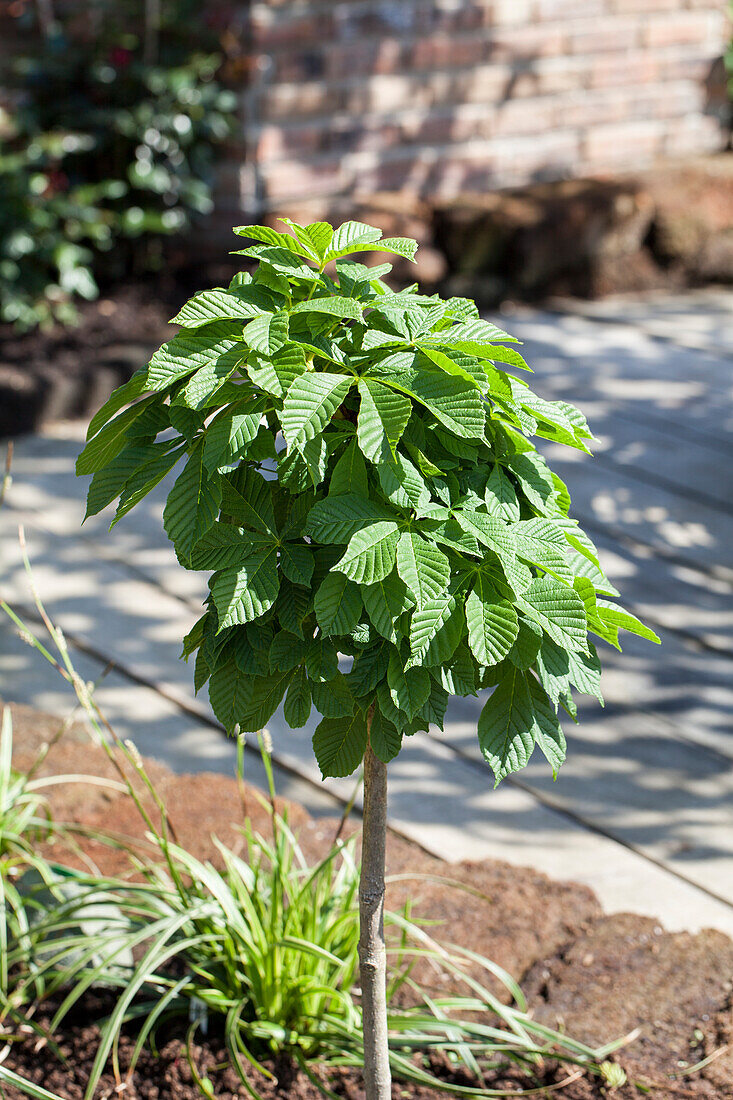 Aesculus hippocastanum 'Monstrosa'