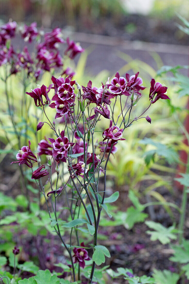 Aquilegia caerulea