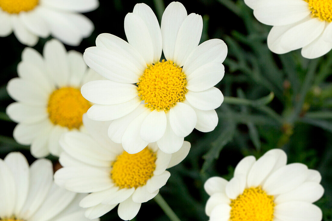 Argyranthemum frutescens Angelic™ Lemon Pastel