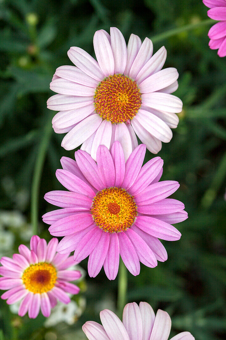 Argyranthemum frutescens 'LaRita' Rose