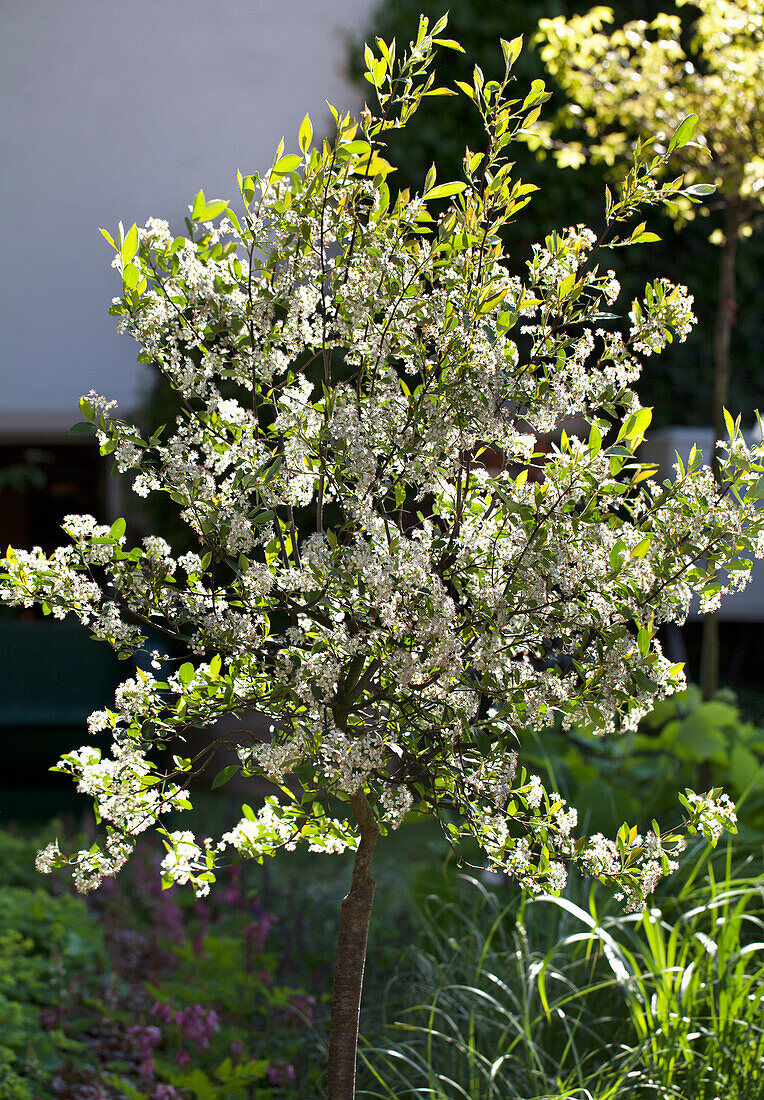 Aronia melanocarpa 'Hugin'