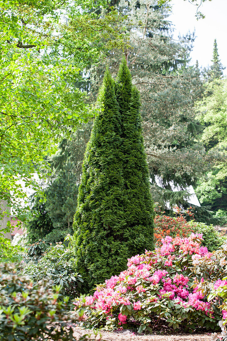Thuja, Rhododendron