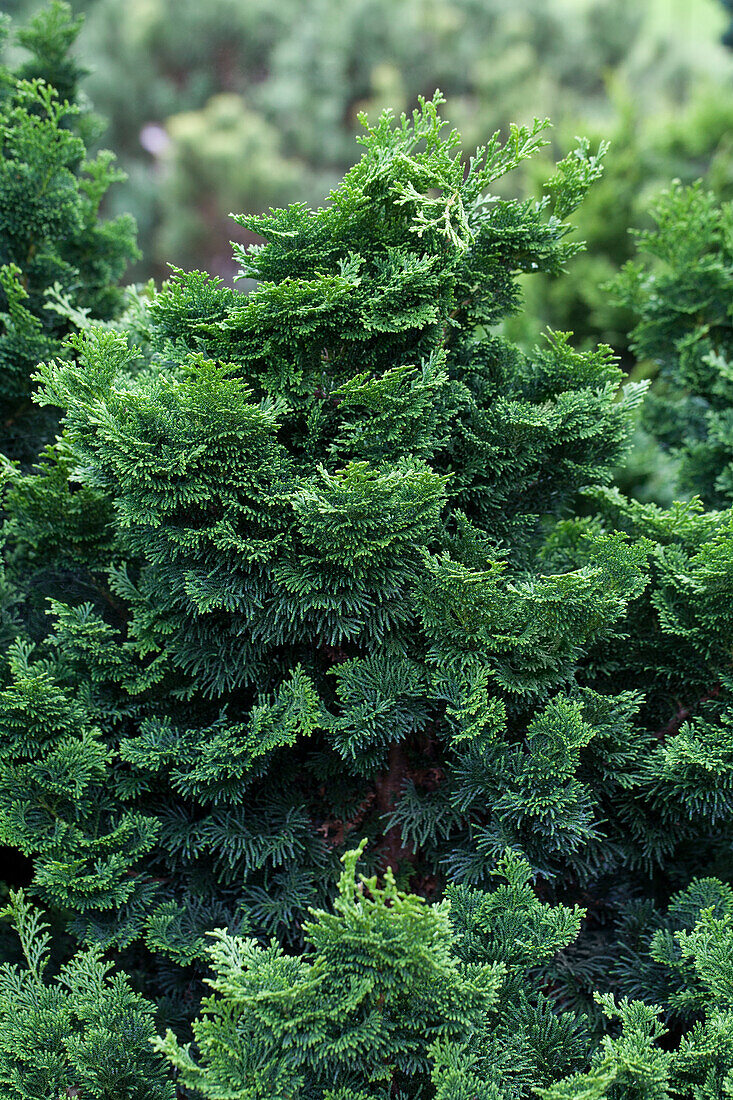 Chamaecyparis obtusa 'Nana'