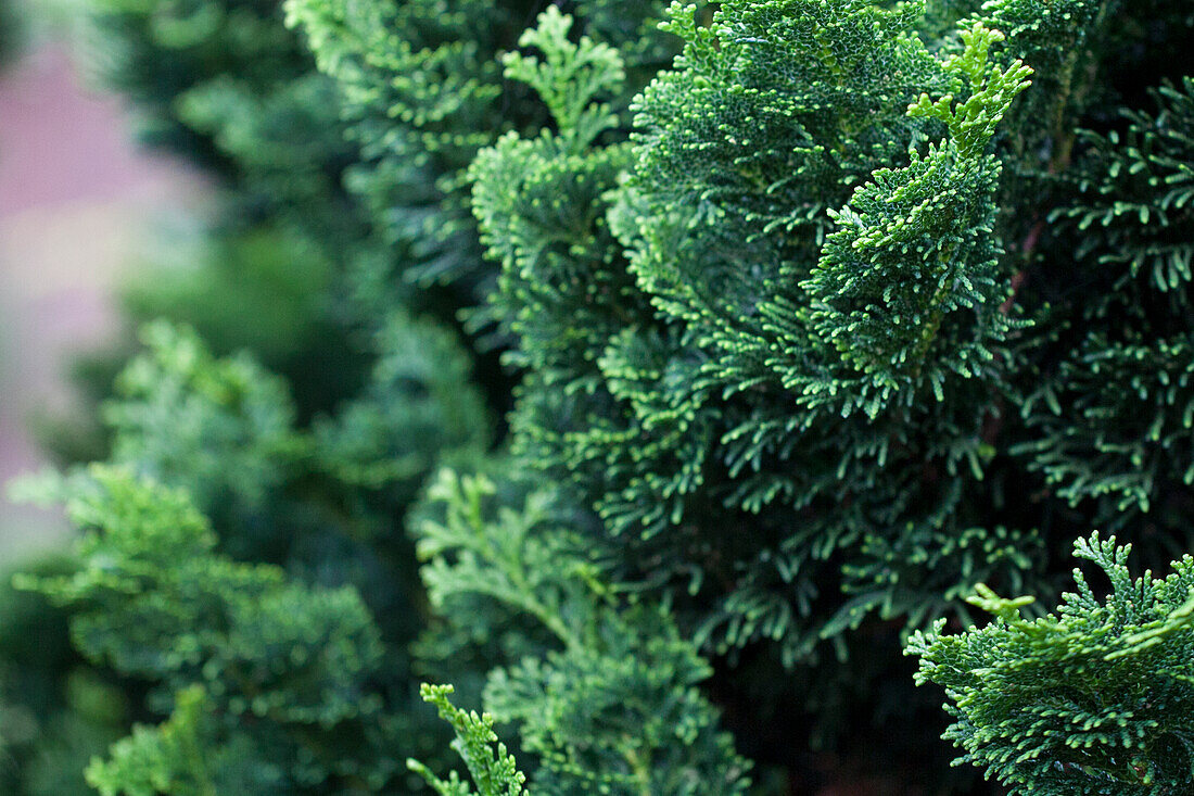 Chamaecyparis obtusa 'Rigid Dwarf'