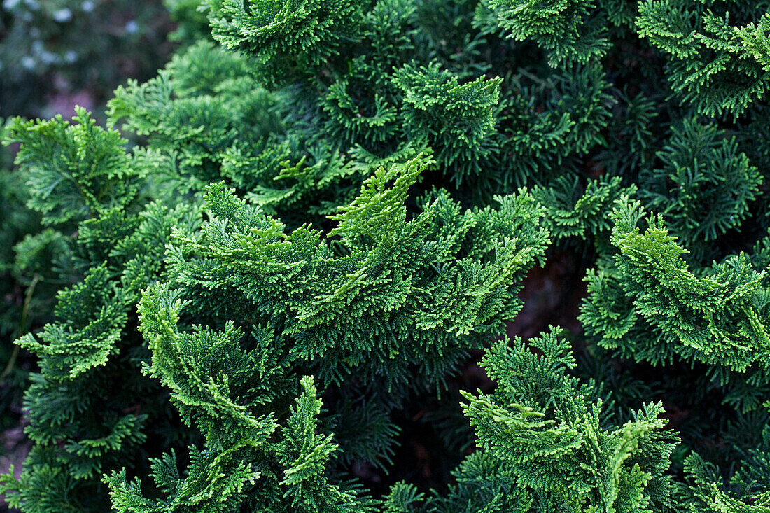 Chamaecyparis obtusa 'Tonia'