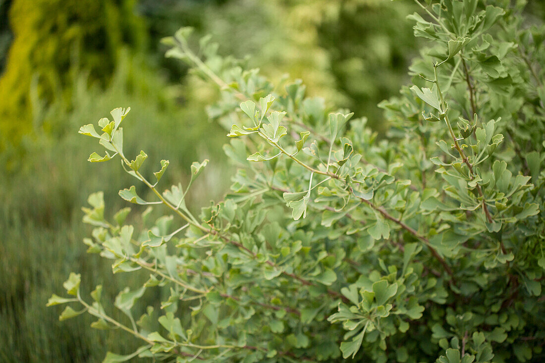 Ginkgo biloba 'Autumn Gold'