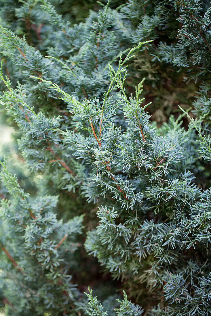 Juniperus chinensis 'Blaauw'