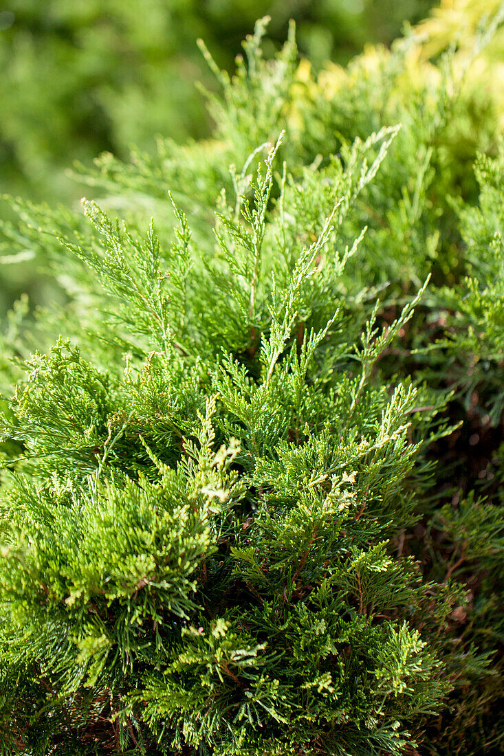 Juniperus x pfitzeriana 'Mint Julep'