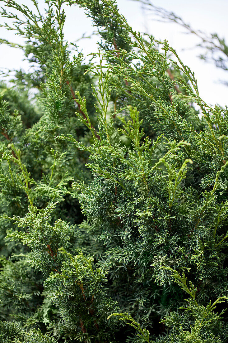 Juniperus chinensis 'Shimpaku'