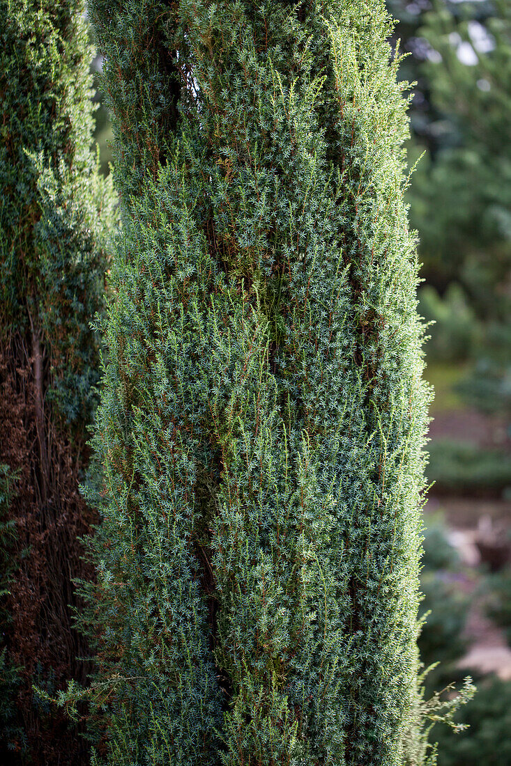 Juniperus communis 'Barmstedt'