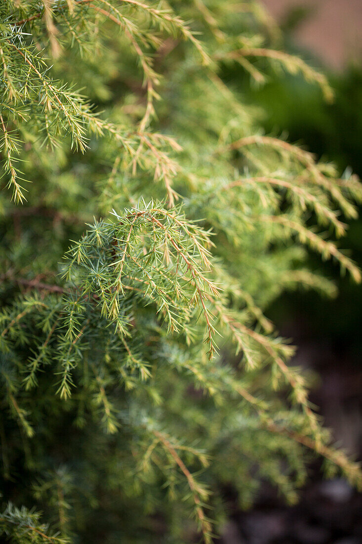 Juniperus communis 'Calabash'