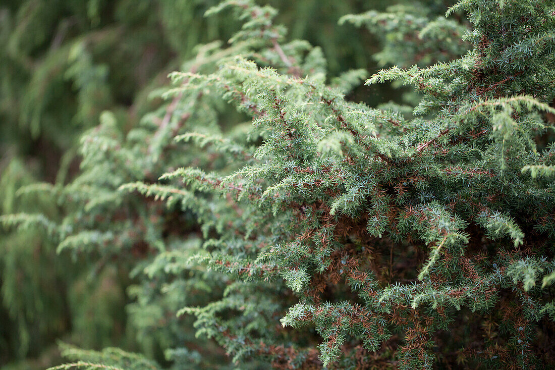 Juniperus communis 'Lukeland Silver'