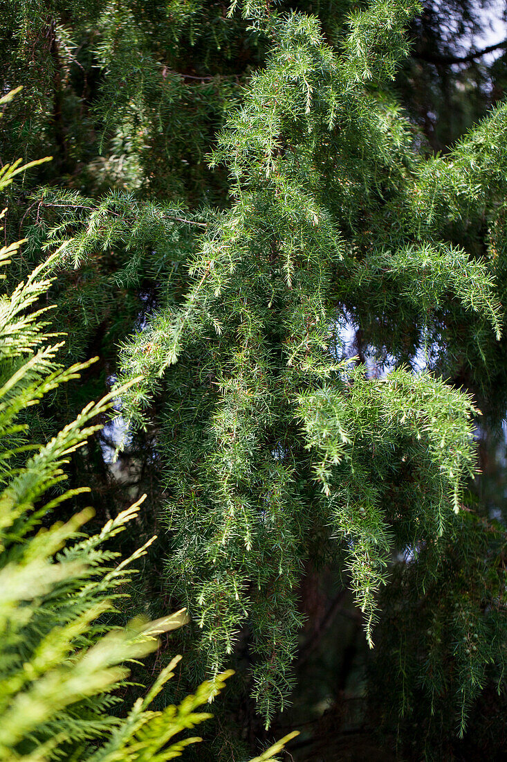 Juniperus communis 'Oblonga Pendula'