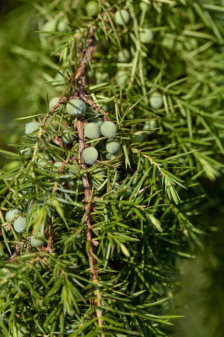 Juniperus communis Oblonga Pendula