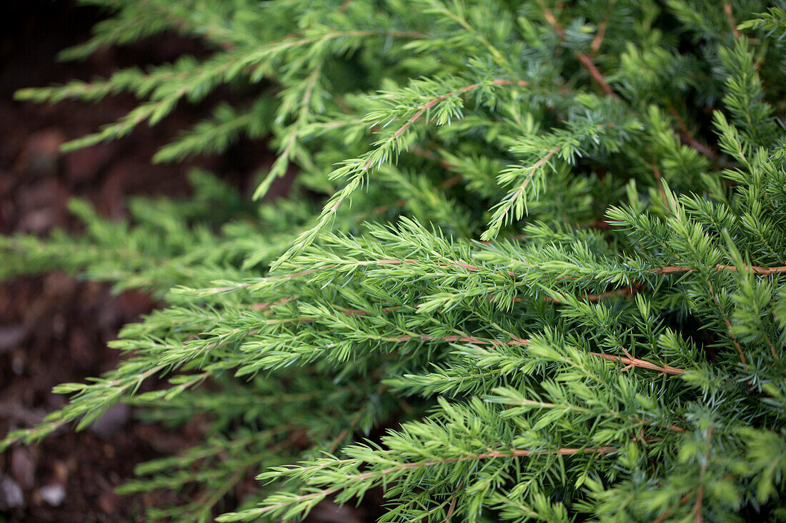 Juniperus conferta 'Schlager