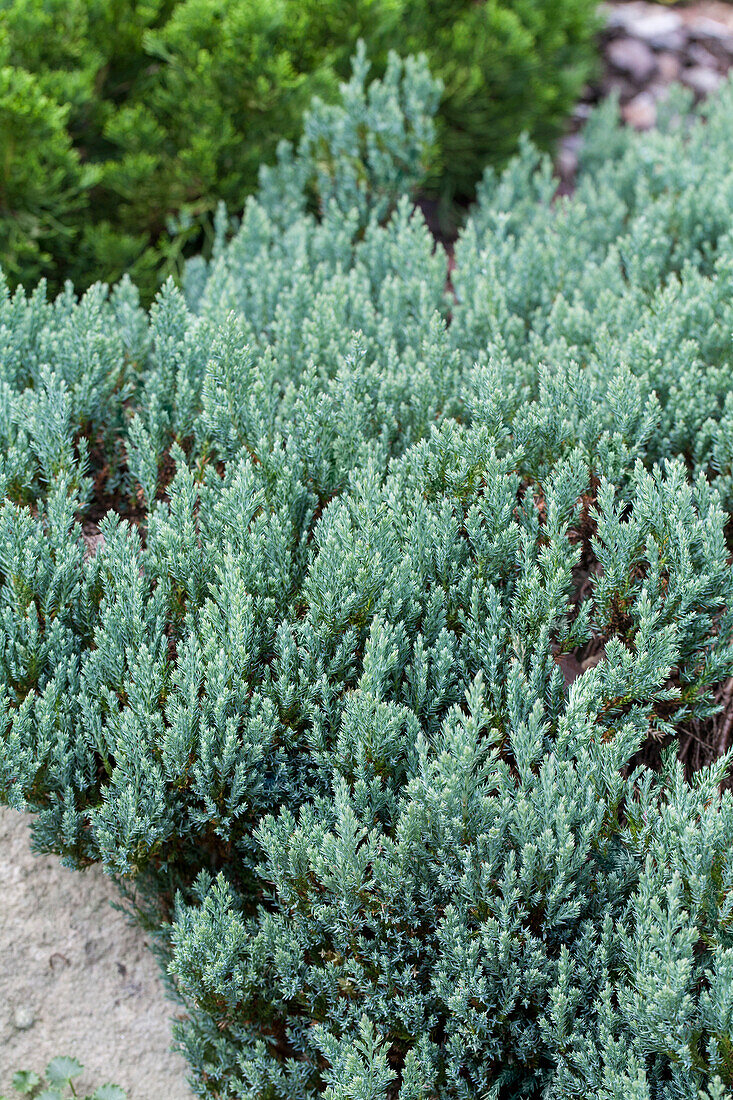 Juniperus horizontalis 'Grey Pearl