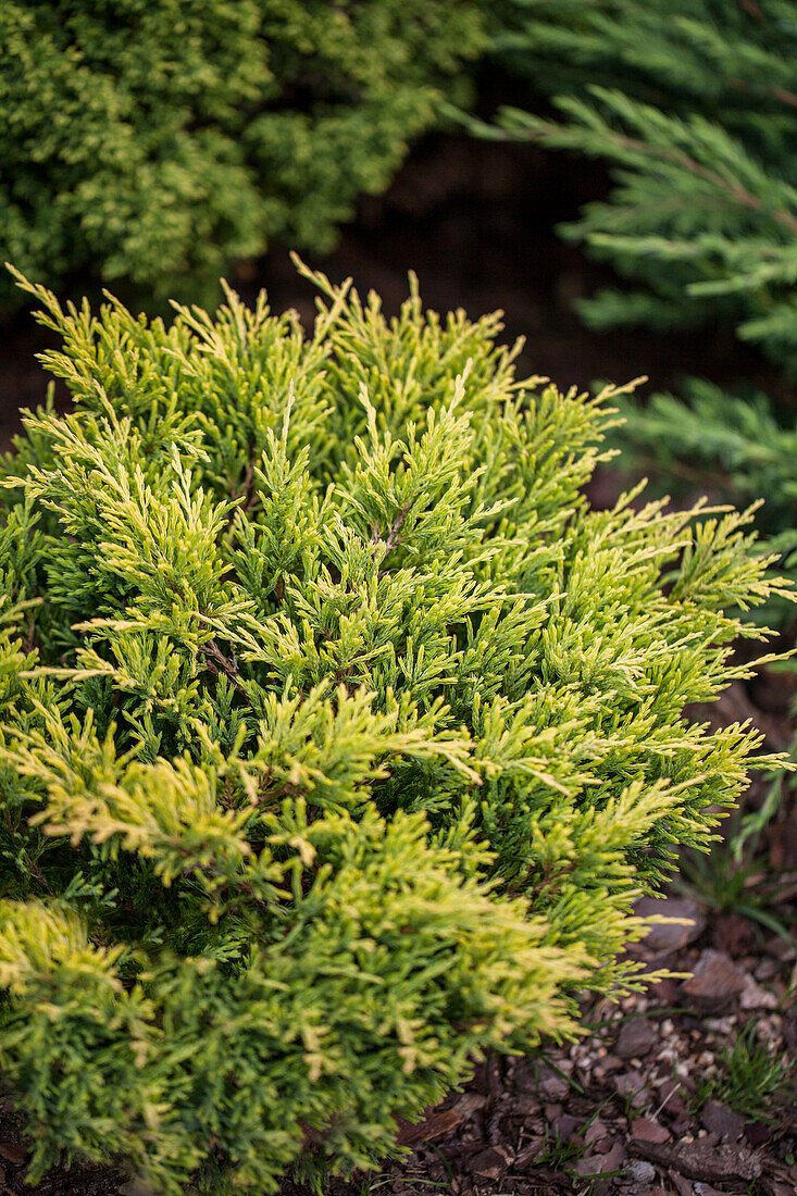 Juniperus horizontalis 'Limeglow'