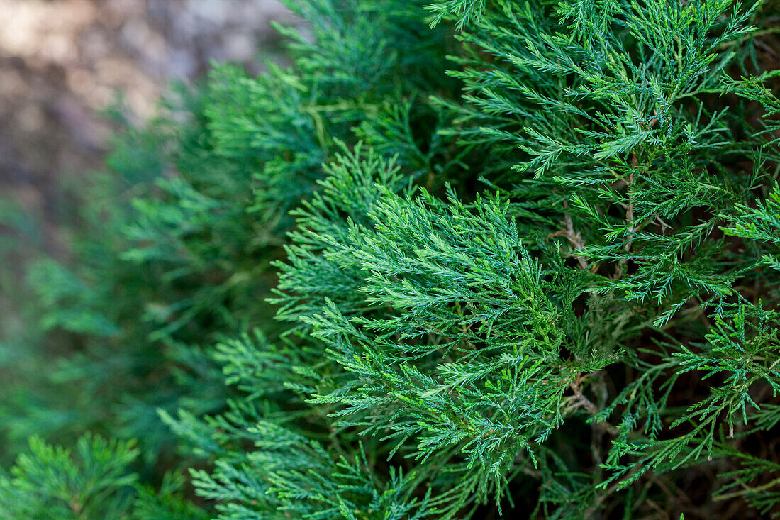 Juniperus virginiana 'Helle