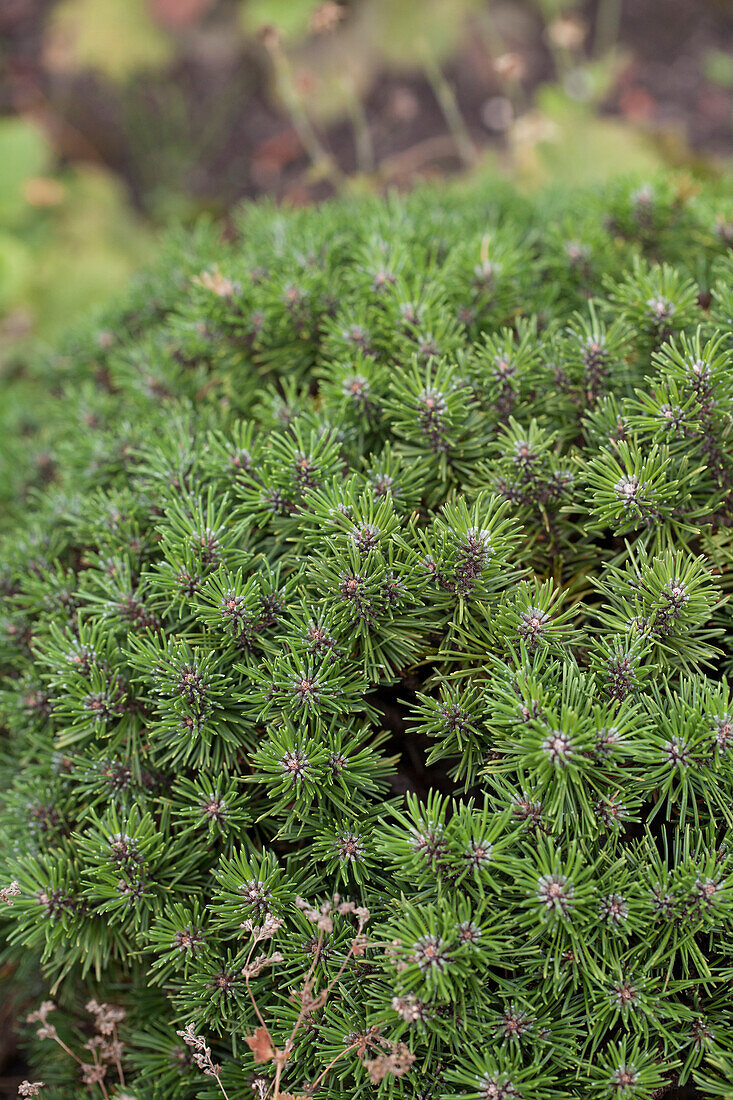 Pinus mugo 'Benjamin'