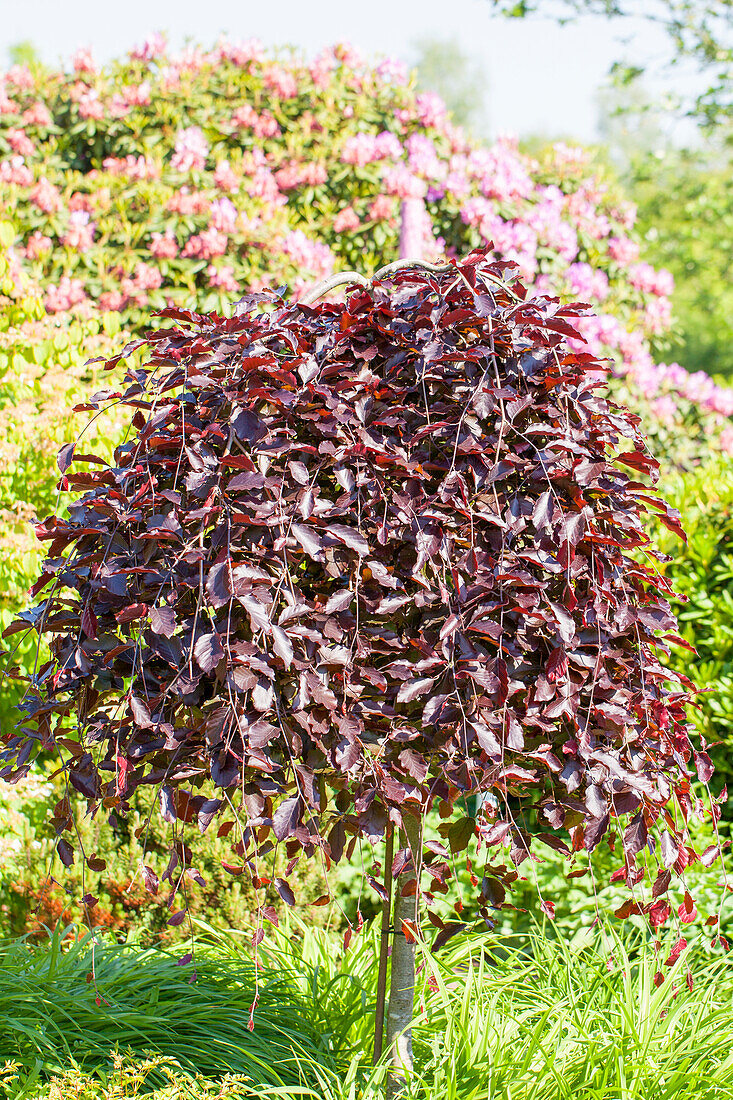 Fagus sylvatica 'Purpurea Pendula'