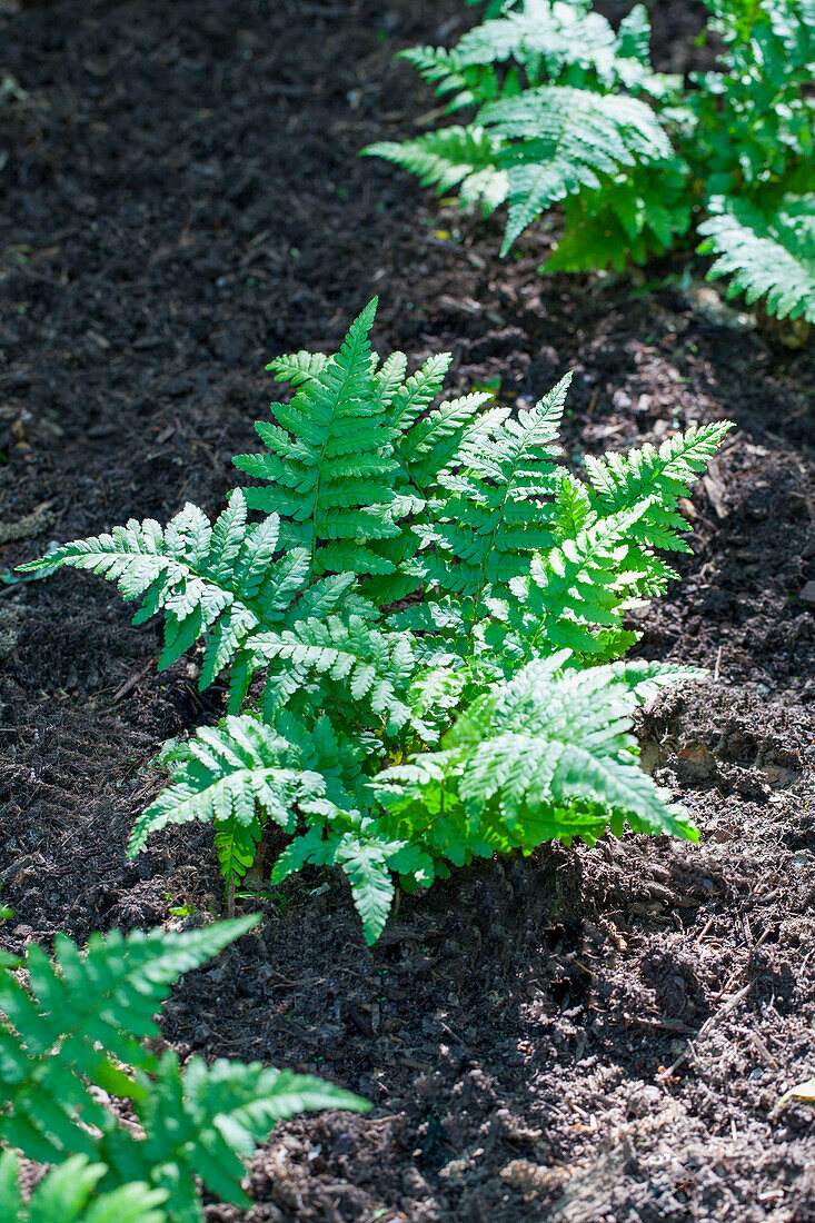 Osmunda