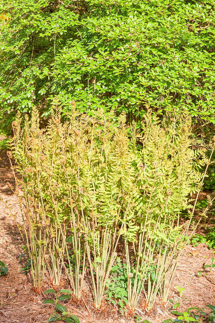 Osmunda