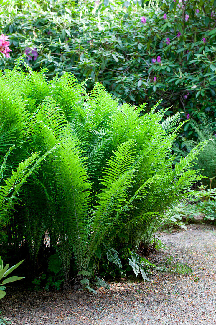 Osmunda cinnamomea