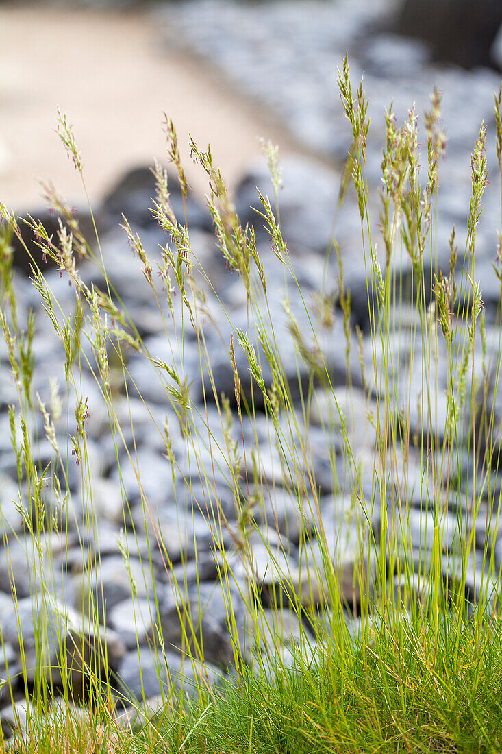 Festuca mairei