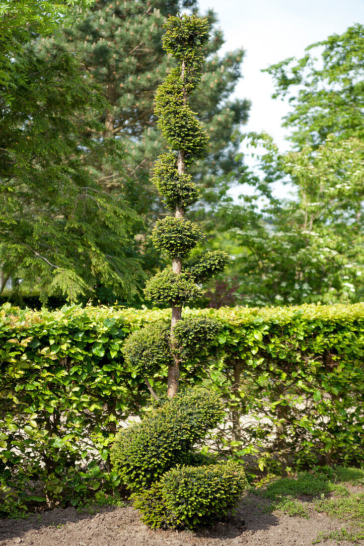 Taxus baccata, Spirale