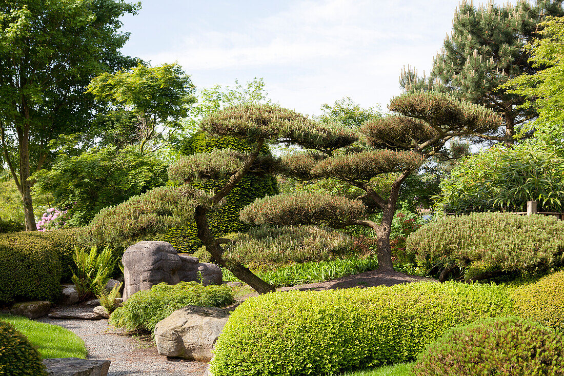 Pinus parviflora