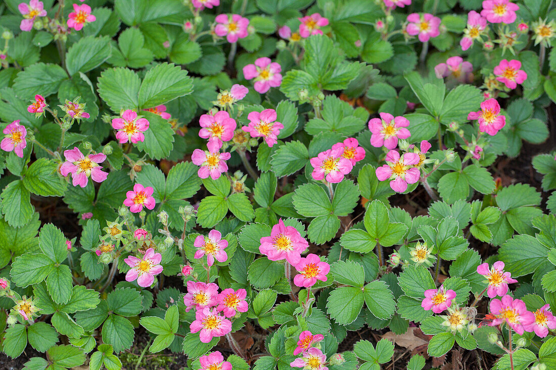 Fragaria x ananassa 'Pink Panda'®