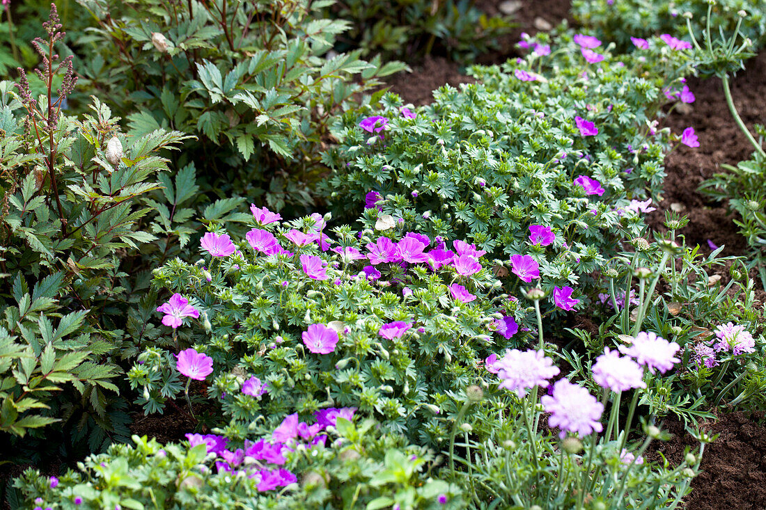 Geranium sanguineum 'Max Frei